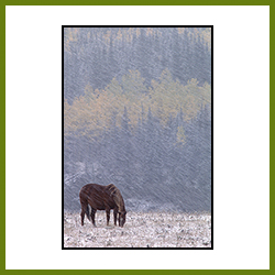 Horse in Snow Storm, Turner Valley, AB