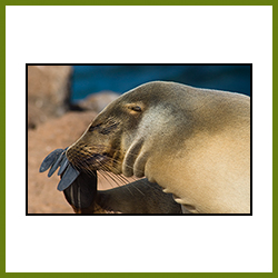 Galapagos Sea Lion Scratching