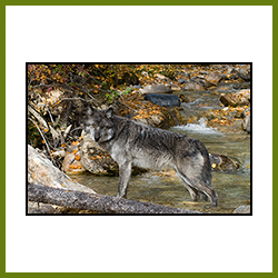 Wolf in Creek